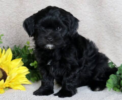 Fluffy black Shihpoo puppy with a little white marking under its chin sitting on a beige blanket beside a sunflower and greenery, gazing sweetly at the camera.