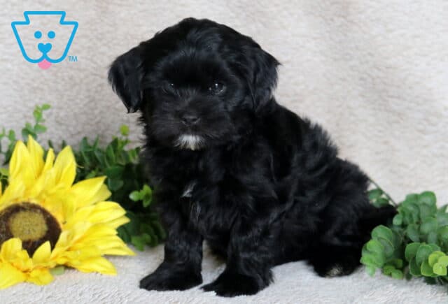 Fluffy black Shihpoo puppy with a little white marking under its chin sitting on a beige blanket beside a sunflower and greenery, gazing sweetly at the camera. image