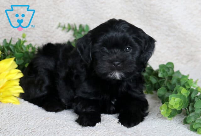Adorable black Shihpoo puppy with a fluffy coat and a small white chin patch lying down on a beige blanket, framed by bright greenery and a yellow sunflower. image