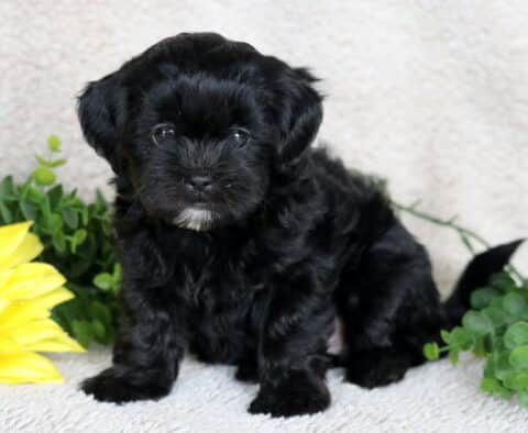 Fluffy black Shihpoo puppy with a tiny white patch on its chin sitting on a soft beige blanket beside a bright yellow sunflower and green leaves.