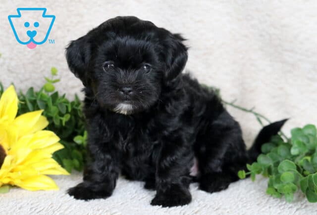 Fluffy black Shihpoo puppy with a tiny white patch on its chin sitting on a soft beige blanket beside a bright yellow sunflower and green leaves. image