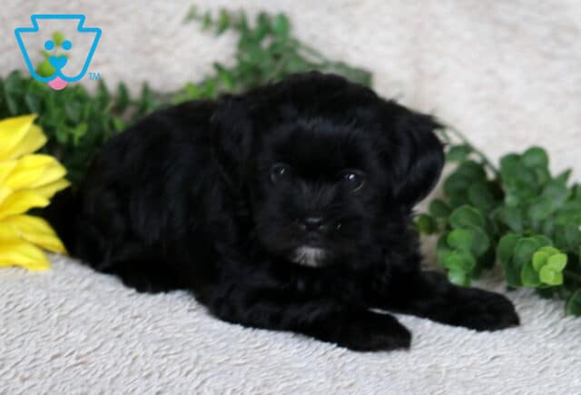 Tiny black Shihpoo puppy with a small white patch on its chin lying down on a soft cream blanket, looking up with shiny dark eyes, surrounded by greenery and a sunflower. image