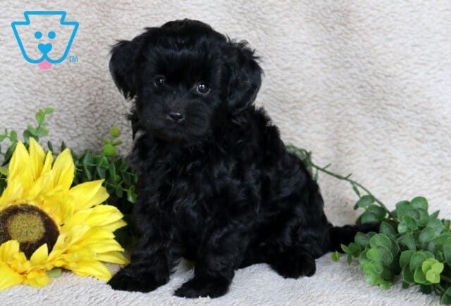 Adorable black Shihpoo puppy with a fluffy, curly coat sitting upright on a cream blanket beside a bright yellow sunflower and green leaves, looking curiously at the camera. image