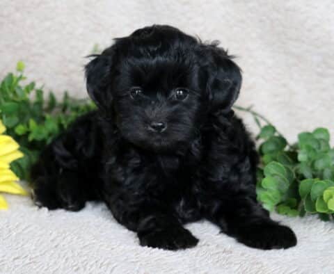 Cute black Shihpoo puppy with a shiny curly coat lying down on a beige blanket, looking forward with bright round eyes, framed by greenery and a sunflower.