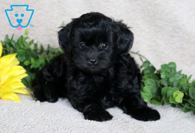 Cute black Shihpoo puppy with a shiny curly coat lying down on a beige blanket, looking forward with bright round eyes, framed by greenery and a sunflower. image