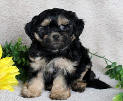 Adorable black and tan Shihpoo puppy with soft wavy fur sitting on a beige blanket, showing cream-colored markings on its chest, paws, and face, with a sunflower and greenery beside it.
