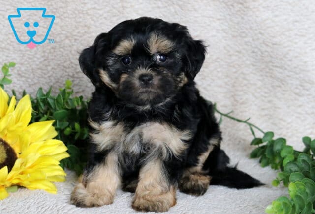 Adorable black and tan Shihpoo puppy with soft wavy fur sitting on a beige blanket, showing cream-colored markings on its chest, paws, and face, with a sunflower and greenery beside it. image