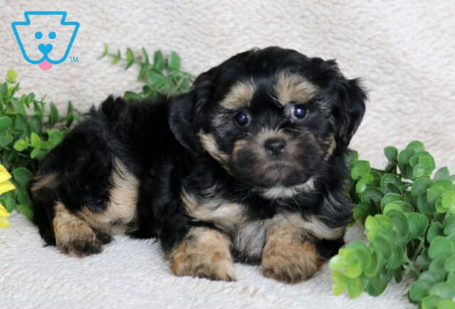 Black and tan Shihpoo puppy with soft markings on its face, chest, and paws lying down on a beige blanket, posing sweetly with greenery and a sunflower nearby. image