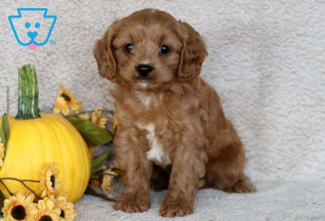 Adorable Cavapoo puppy with soft reddish-brown fur and a small white patch on its chest sitting beside a yellow pumpkin and sunflowers on a beige blanket. image