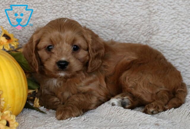 Precious Cavapoo puppy with reddish-brown fur and a tiny white chin patch lying on a beige blanket next to a yellow pumpkin and sunflowers. image