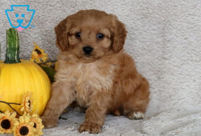 Curly apricot Cavapoo puppy with dark eyes sitting beside a yellow pumpkin and sunflowers on a soft beige blanket. image