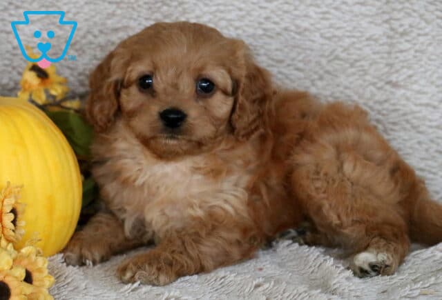 Cute Cavapoo puppy with soft apricot fur lying on a beige blanket beside a yellow pumpkin and sunflowers. image