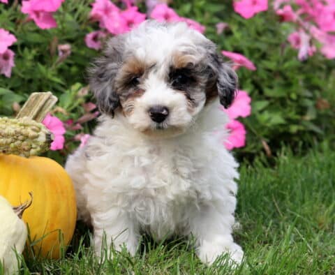 Curly-coated Mini Poodle puppy with white fur and gray and tan markings sitting on grass beside pumpkins and gourds, with bright pink flowers in the background.