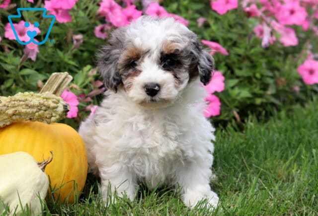 Curly-coated Mini Poodle puppy with white fur and gray and tan markings sitting on grass beside pumpkins and gourds, with bright pink flowers in the background. image
