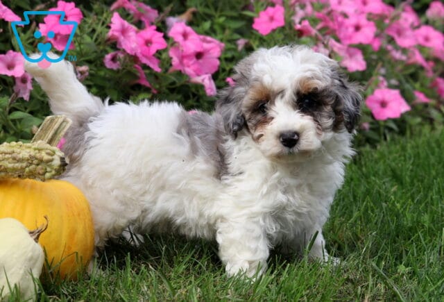Mini Poodle puppy with a fluffy white coat and gray and tan markings standing on green grass beside pumpkins, with bright pink flowers in the background. image