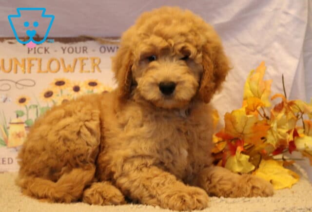 Gia Goldendoodle image