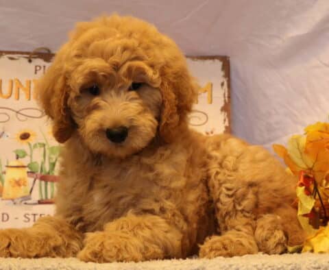 Gia Goldendoodle2