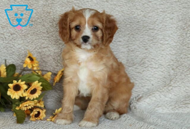 Charming Cavapoo puppy with golden fur, a white blaze on the forehead, and white chest sitting on a beige blanket beside bright yellow sunflowers. image
