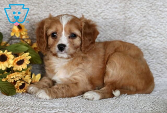 Gentle Cavapoo puppy with caramel and white fur lounging on a beige blanket beside bright yellow sunflowers. image