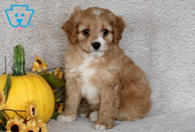 Fluffy Cavapoo puppy with light caramel curls and a white chest sitting beside a yellow pumpkin and sunflowers on a beige blanket. image
