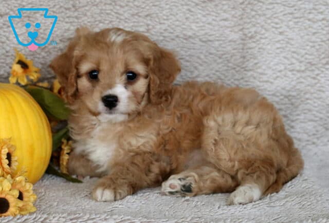 Curly Cavapoo puppy with golden-tan fur, a white snout, and chest lying on a beige blanket beside a yellow pumpkin and sunflowers. image