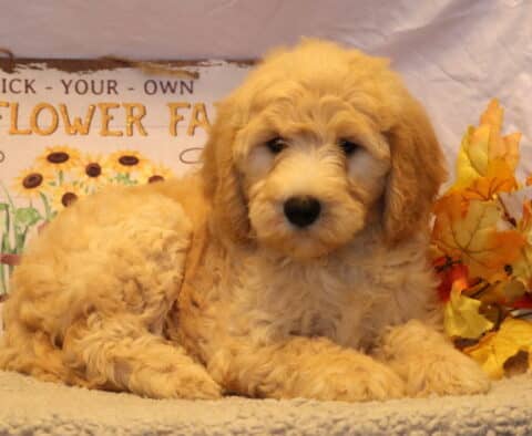 Girly Goldendoodle