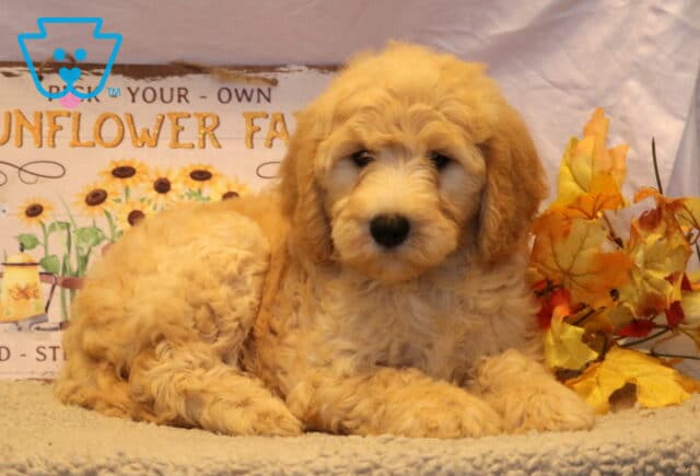 Girly Goldendoodle image