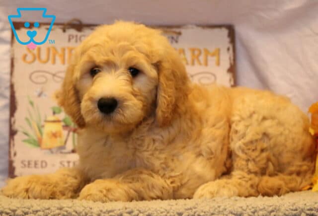 Girly Goldendoodle2 image