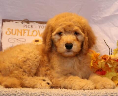 Gizmo Goldendoodle