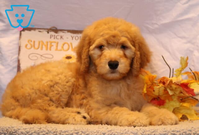 Gizmo Goldendoodle image