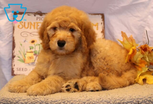 Gizmo Goldendoodle2 image