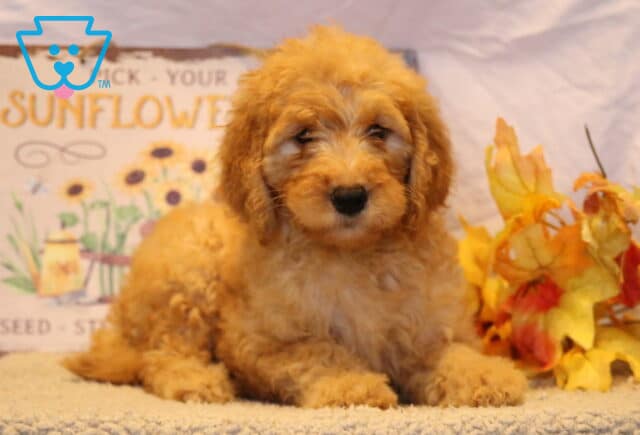 Glory Goldendoodle image