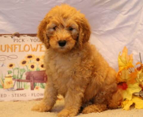 Glory Goldendoodle2