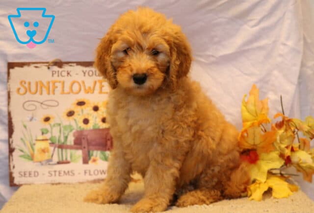 Glory Goldendoodle2 image