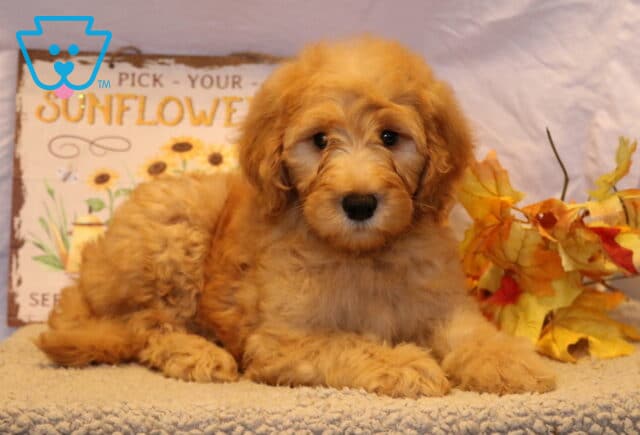 Graham Goldendoodle image