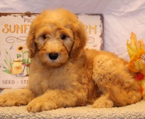Graham Goldendoodle2