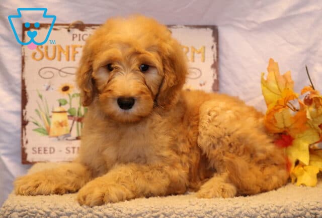 Graham Goldendoodle2 image