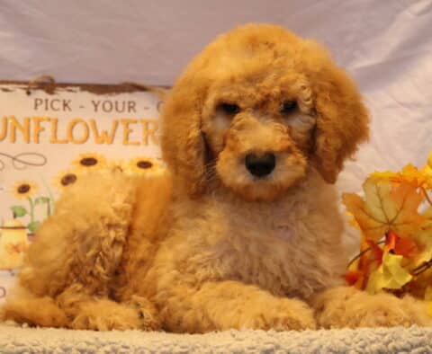 Greggy Goldendoodle