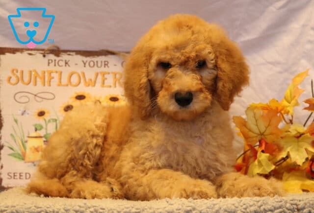 Greggy Goldendoodle image