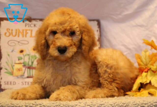 Greggy Goldendoodle2 image