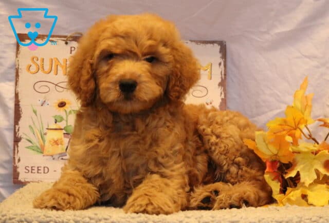 Adorable Goldendoodle puppy with fluffy reddish curls relaxing beside bright autumn leaves, posed in front of a rustic sunflower sign. image