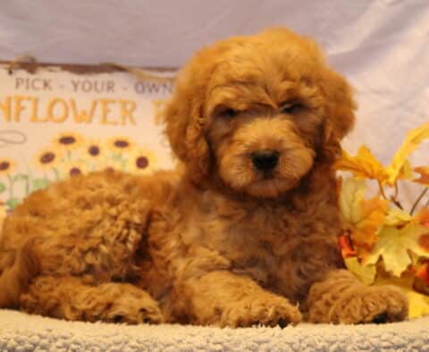 Grover Goldendoodle2