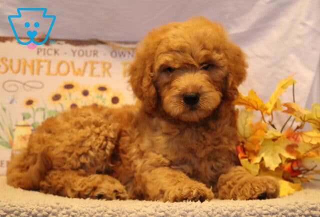 Fluffy Goldendoodle puppy with curly apricot fur lounging sweetly in front of a rustic sunflower sign, framed by bright autumn leaves. image