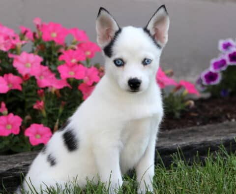 Striking Pomsky puppy with bright blue eyes and white coat with black spots sitting on grass in front of pink flowers.