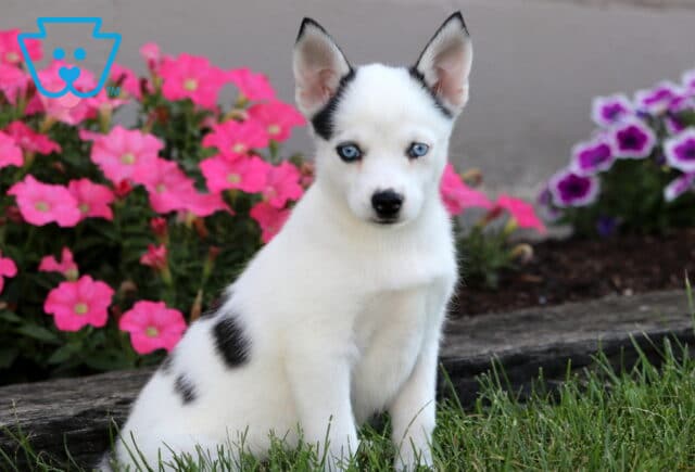 Striking Pomsky puppy with bright blue eyes and white coat with black spots sitting on grass in front of pink flowers. image