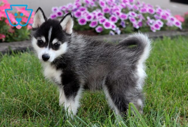 Gray and white Pomsky puppy with black markings standing on grass in front of purple and pink flowers. image