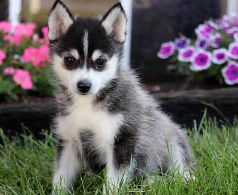 Sweet gray and white Pomsky puppy with dark facial markings sitting in the grass with colorful flowers behind.