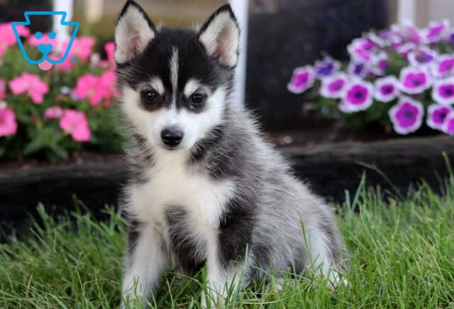 Sweet gray and white Pomsky puppy with dark facial markings sitting in the grass with colorful flowers behind. image