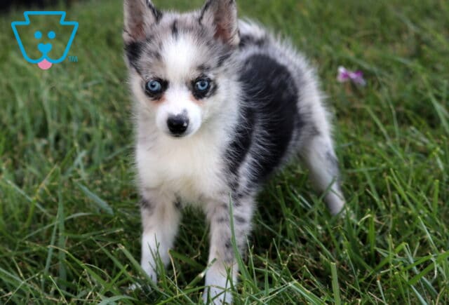 Adorable merle Pomsky puppy with blue eyes and black-and-white coat standing in the grass. image