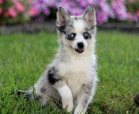 Playful merle Pomsky puppy with striking blue eyes sitting in the grass with mouth open and one paw lifted.